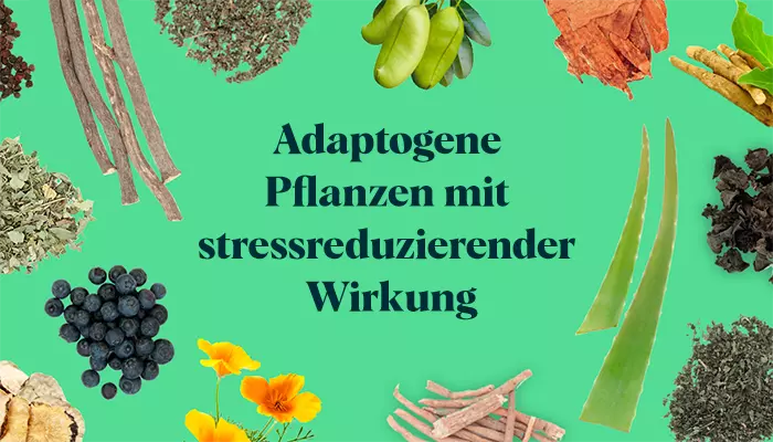 Adaptogene Pflanzen mit stressreduzierender Wirkung